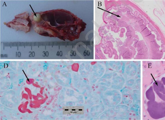 Phase Variation In LatB Associated With A Fatal Pasteurella Multocida Outbreak In Captive Squirrel Gliders