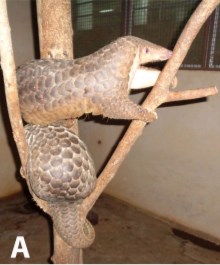 Investigating The Use Of Sensory Information To Detect And Track Prey By The Sunda Pangolin (Manis Javanica) With Conservation In Mind