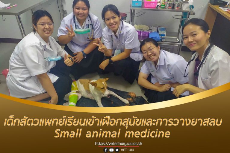 เด็กสัตวแพทย์เรียนเข้าเฝือกสุนัขและการวางยาสลบ Small animal medicine 1