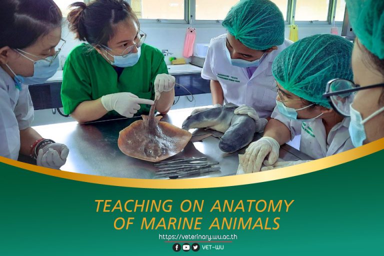 Teaching on Anatomy of marine animals
