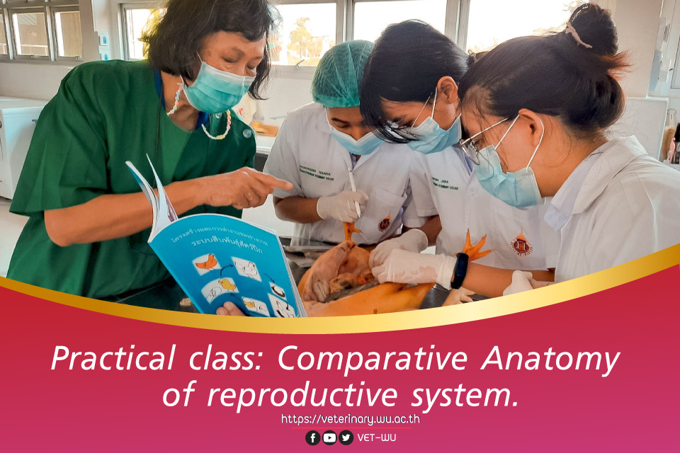 Practical class: Comparative Anatomy of reproductive system.