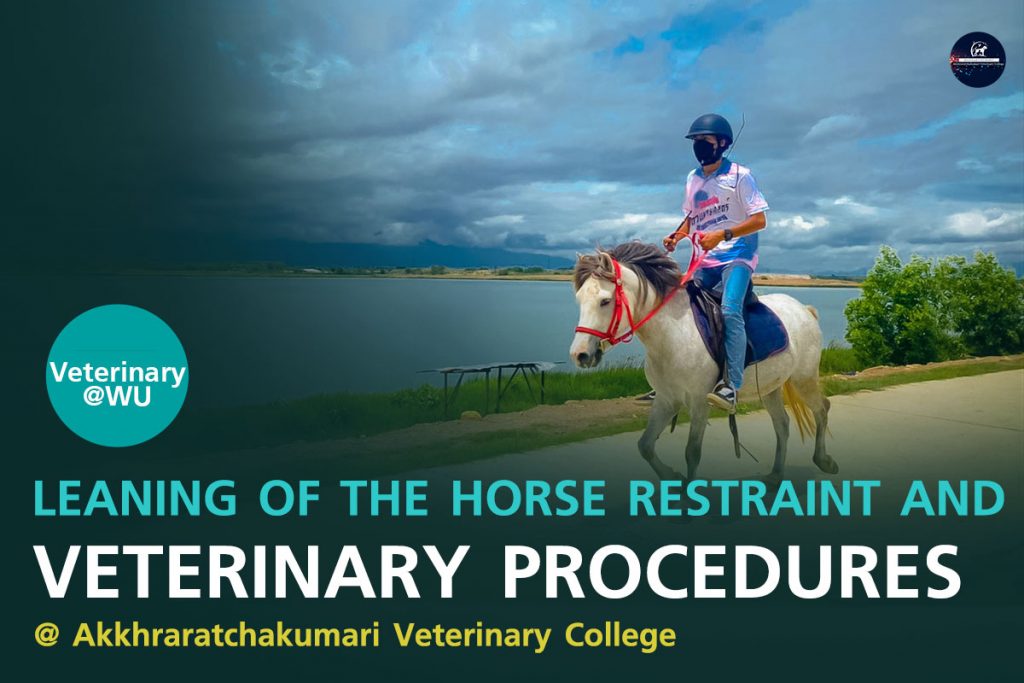 Leaning of the horse restraint and veterinary procedures