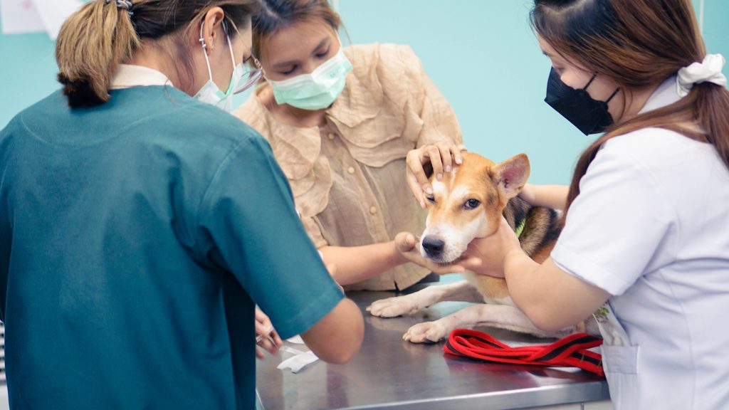 สัมมนาวิชาการการตรวจวินิจฉัยและรักษาโรคตาพื้นฐานในสัตว์เลี้ยง