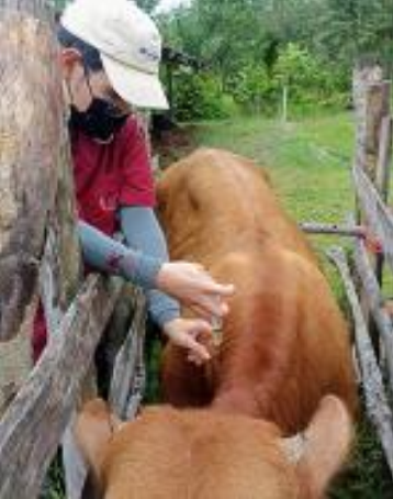Academic Service Project for Local Cattle Health in the Vicinity of Walailak University.