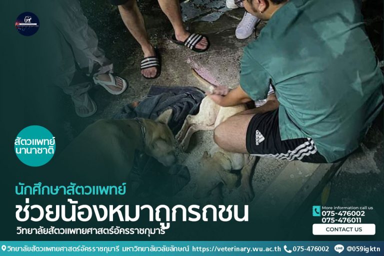 นักศึกษาสัตวแพทย์ ม.วลัยลักษณ์ช่วยเหลือน้องหมาถูกรถชน