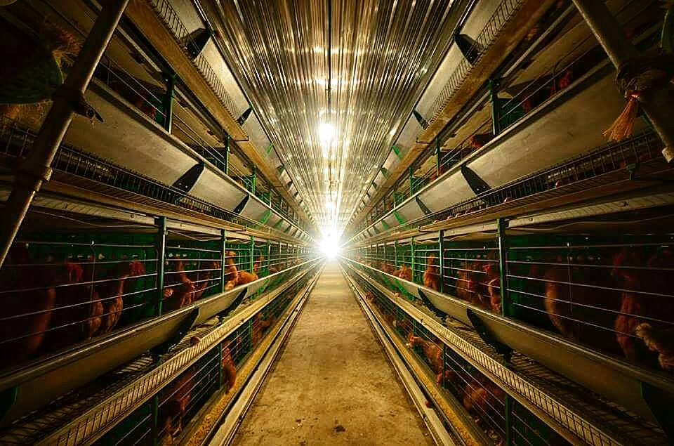 จิตติมาฟาร์ม