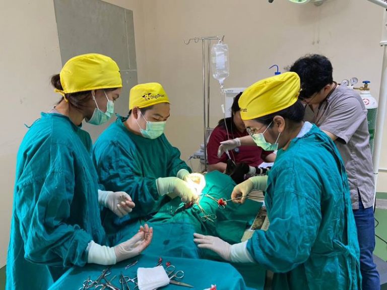 Veterinary student Training and practice Neutering surgery for rabies control