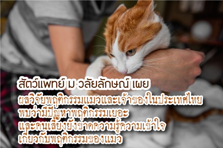 ผลวิจัยพฤติกรรมแมวและเจ้าของในประเทศไทย พบว่ามีปัญหาพฤติกรรมเยอะและคนเลี้ยงยังขาดความรู้ความเข้าใจเกี่ยวกับพฤติกรรมของแมว