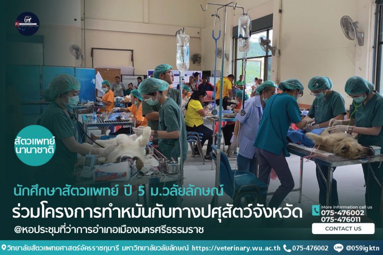 นักศึกษาสัตวแพทย์ ปี 5 ม.วลัยลักษณ์ร่วมโครงการทำหมันกับทางปศุสัตว์จังหวัด