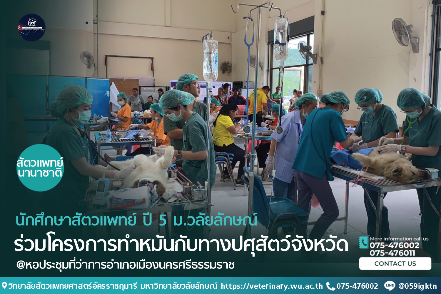 นักศึกษาสัตวแพทย์ ปี 5 ม.วลัยลักษณ์ร่วมโครงการทำหมันกับทางปศุสัตว์จังหวัด