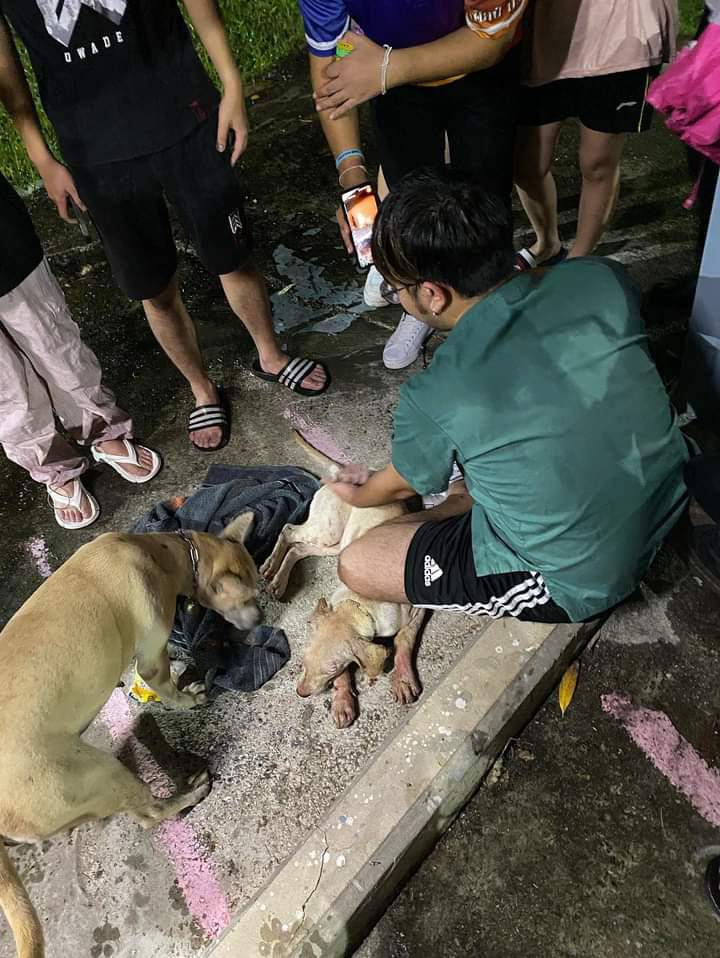 Praise for veterinary student who helped dog hit by car