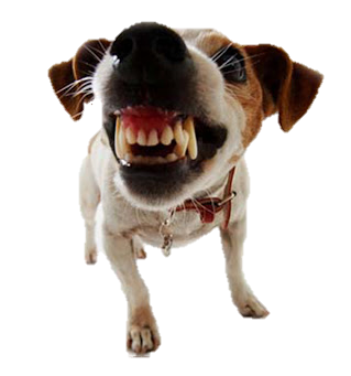 โรคพิษสุนัขบ้าในสัตว์