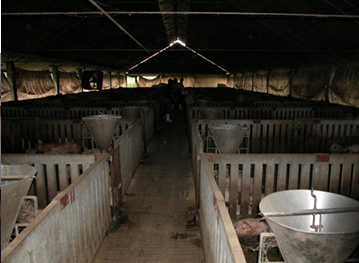 โรคหูดับ