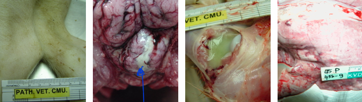โรคหูดับ