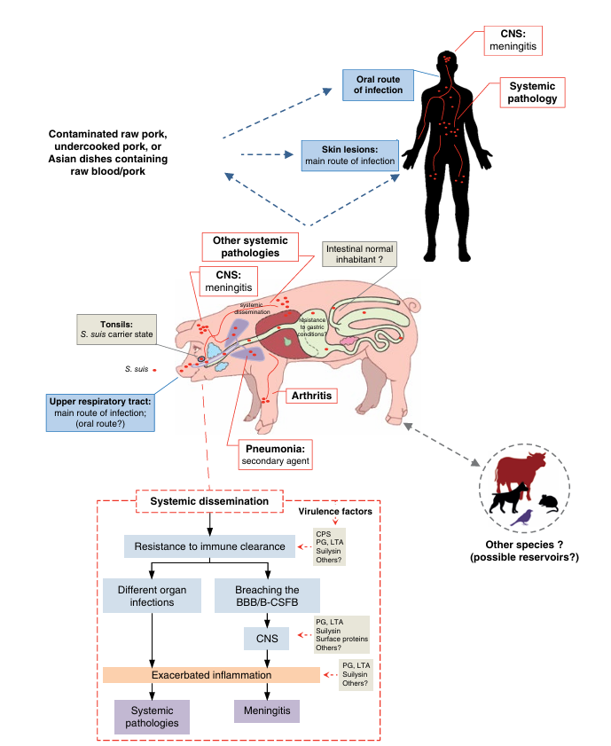 โรคหูดับ
