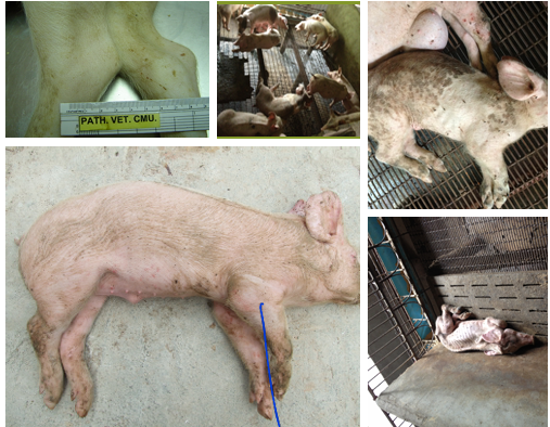 โรคหูดับ