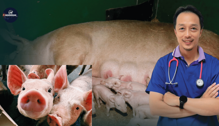 Veterinary professor Walailak University is great!! Discover the formula for increasing the number of piglets.