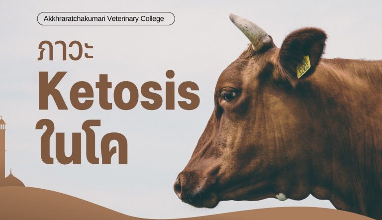 ภาวะ Ketosis ในโค