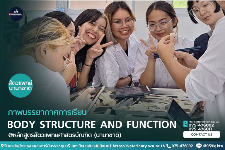 ภาพบรรยากาศการเรียนปฏิบัติการในรายวิชา Body Structure and Function (BSF) หลักสูตรสัตวแพทยศาสตร์ (นานาชาติ)