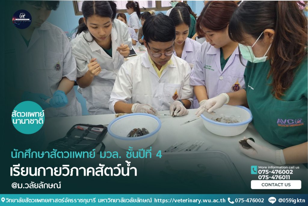 เรียนกายวิภาคศาสตร์สัตว์น้ำ กับนักศึกษาหลักสูตรสัตวแพทยศาสตร์ (นานาชาติ)