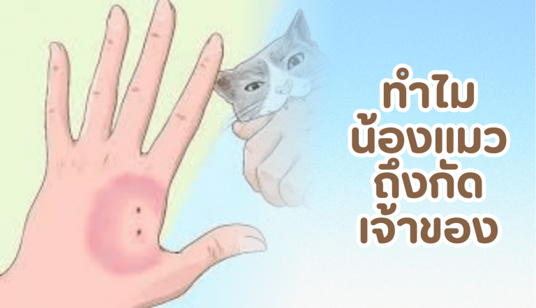 ทำไมน้องแมวถึงกัดเจ้าของ (พ่อกับแม่ของน้องแมว)