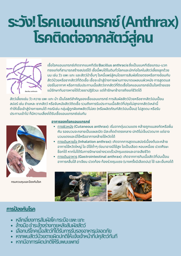 ระวัง! โรคแอนแทรกซ์ (Anthrax) โรคติดต่อจากสัตว์สู่คน