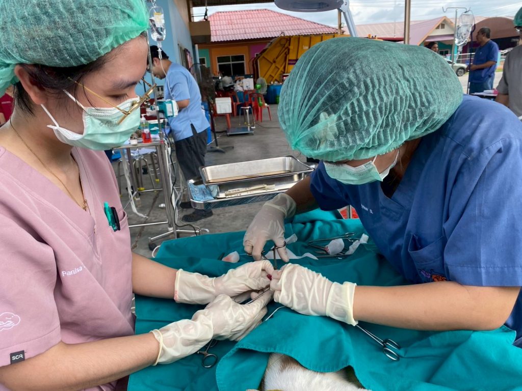 วิทยาลัยสัตวแพทย์ฯ จับมือเทศบาลท่าศาลา สานต่อโครงการ ‘สัตว์ปลอดโรค คนปลอดภัย’ ปี 2568