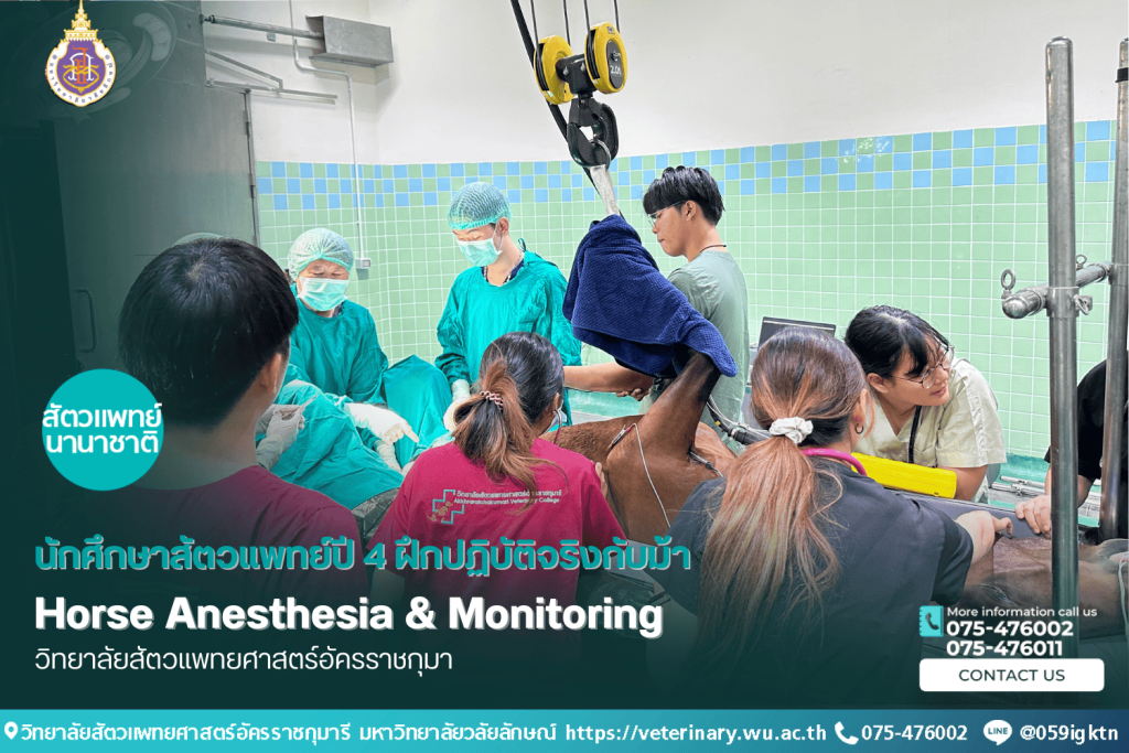 นักศึกษาสัตวแพทย์ปี 4 ฝึกปฏิบัติจริงกับม้า: Horse Anesthesia & Monitoring