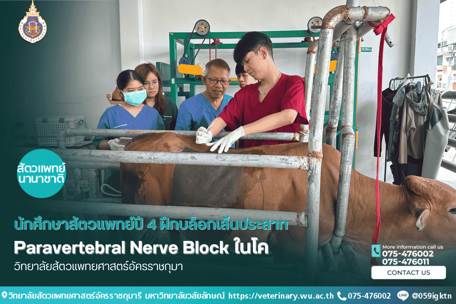 นักศึกษาสัตวแพทย์ปี 4 ฝึกบล็อกเส้นประสาท Paravertebral Nerve Block ในโค