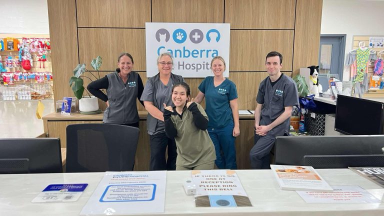 พี่บัวใช้ทุนดูงานต่างประเทศสำหรับนักศึกษา มาเป็น externship student ที่ Canberra Vet Hospital ประเทศออสเตรเลีย