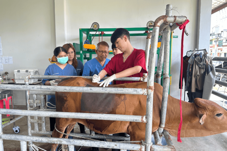 Fourth-year veterinary students practiced Paravertebral Nerve Block in cattle.