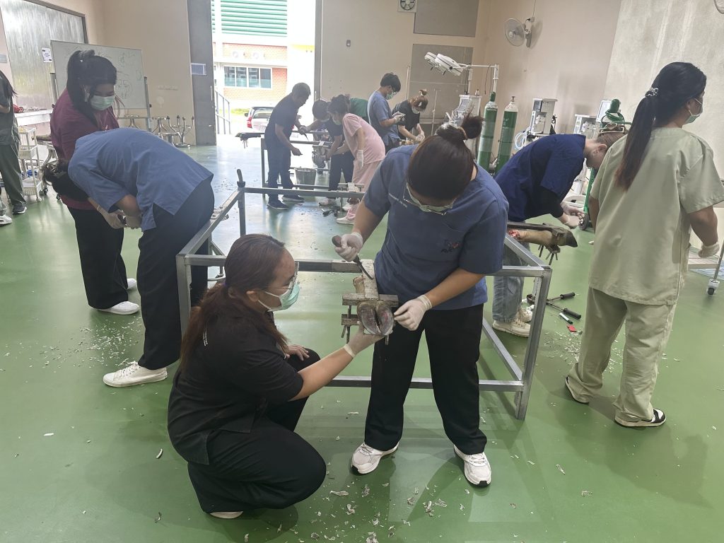 “นักศึกษาสัตวแพทย์ปี 4 ฝึกปฏิบัติจริง ‘การตัดแต่งกีบโค’ เสริมทักษะศัลยศาสตร์สัตว์ใหญ่” 🐂🦶✂️