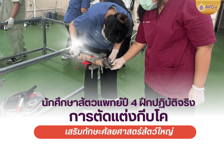 นักศึกษาสัตวแพทย์ปี 4 ฝึกปฏิบัติจริง ‘การตัดแต่งกีบโค’ เสริมทักษะศัลยศาสตร์สัตว์ใหญ่