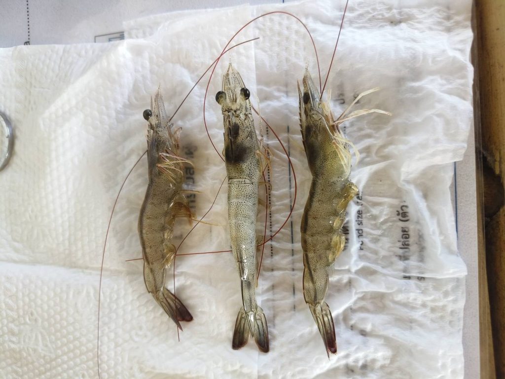 นักศึกษาสัตวแพทย์ชั้นปีที่ 5 ฝึกปฏิบัติด้านสุขภาพและการผลิตกุ้งทะเล ณ NSW Shrimp Farm