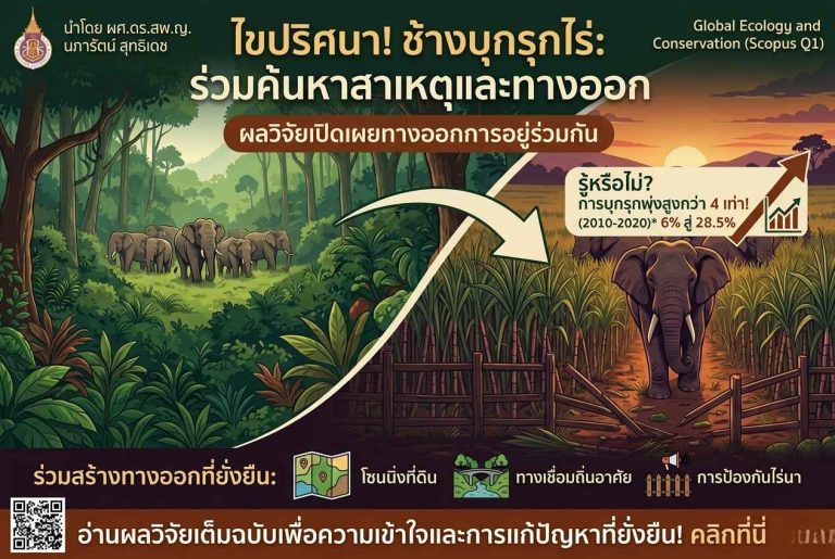 ช้างป่าบุกรุกพืชไร่เพิ่มขึ้นต่อเนื่องในไทย จากการเปลี่ยนแปลงการใช้ที่ดิน