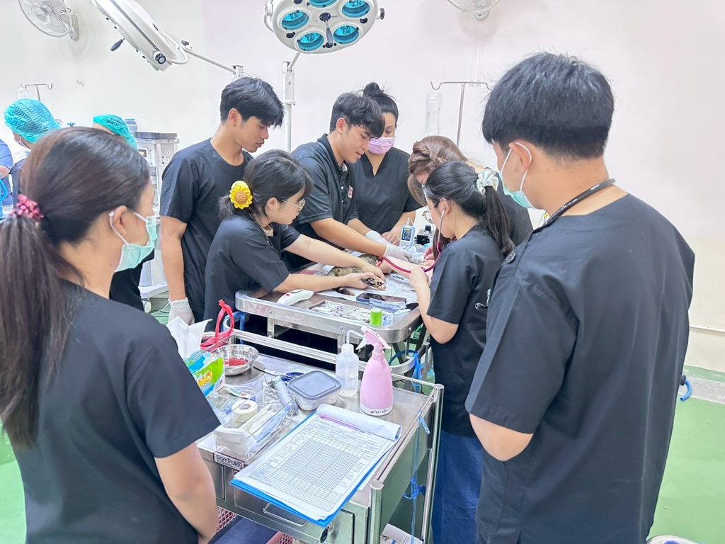 วิทยาลัยสัตวแพทย์ฯ จัดโครงการทำหมันสุนัข–แมว รอบเก็บตก ลดจำนวนสัตว์จรจัดและป้องกันโรคพิษสุนัขบ้า