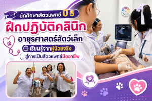 นักศึกษาสัตวแพทย์ปี 5 ฝึกปฏิบัติคลินิกอายุรศาสตร์สัตว์เล็ก เรียนรู้จากผู้ป่วยจริง สู่การเป็นสัตวแพทย์มืออาชีพ