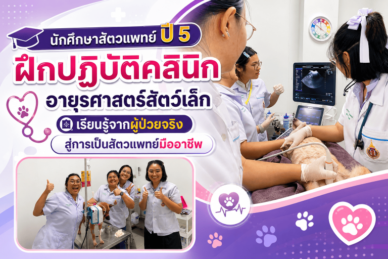 นักศึกษาสัตวแพทย์ปี 5 ฝึกปฏิบัติคลินิกอายุรศาสตร์สัตว์เล็ก เรียนรู้จากผู้ป่วยจริง สู่การเป็นสัตวแพทย์มืออาชีพ