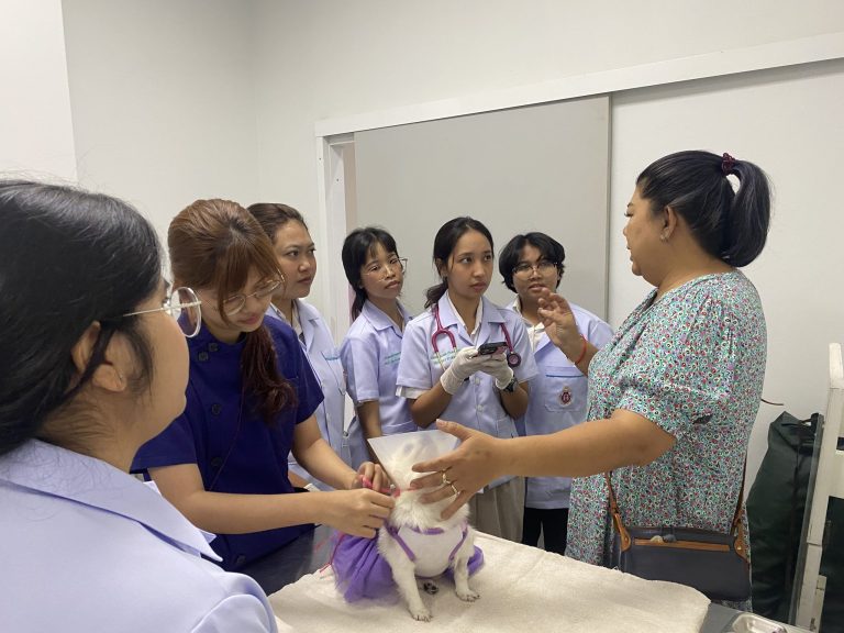 Fifth-year veterinary students are enhancing their expertise in small animal internal medicine through an intensive, hands-on clinical rotation.