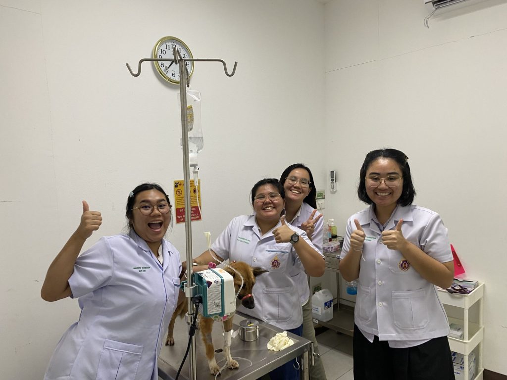 Fifth-Year Veterinary Students Learn from Real Patients in Small-Animal Medicine Clinical Practice