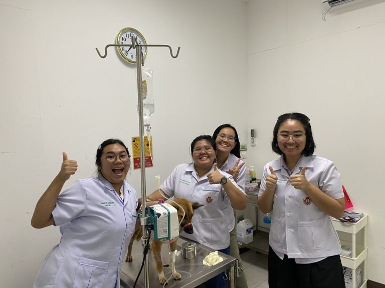 Fifth-Year Veterinary Students Learn from Real Patients in Small-Animal Medicine Clinical Practice