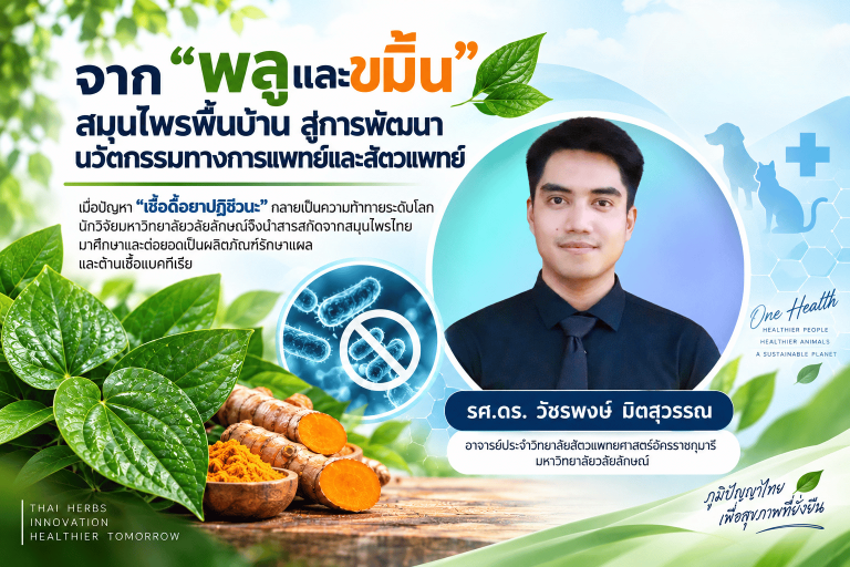 จาก “พลูและขมิ้น” สมุนไพรพื้นบ้าน… สู่ “นวัตกรรมเพื่อสุขภาพ”